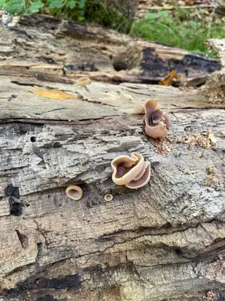 Tan Ear — 4