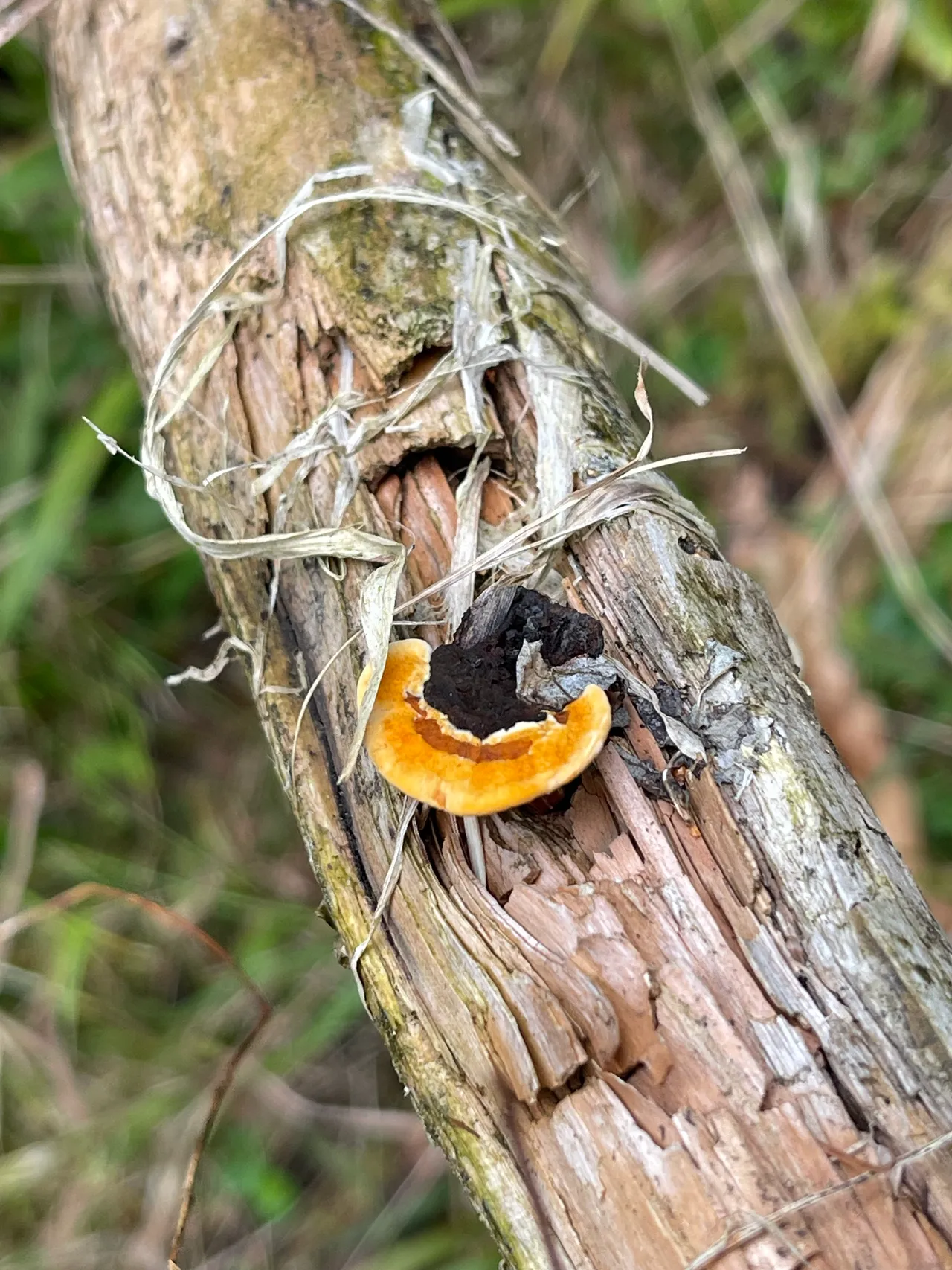 Common Mazegill — 1