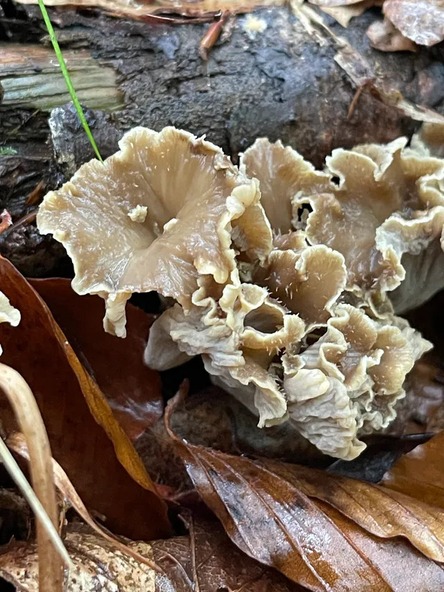 Wine Glass Fungus