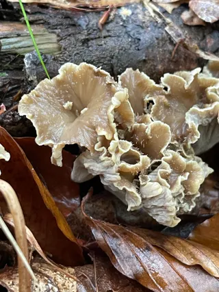 Wine Glass Fungus — 5