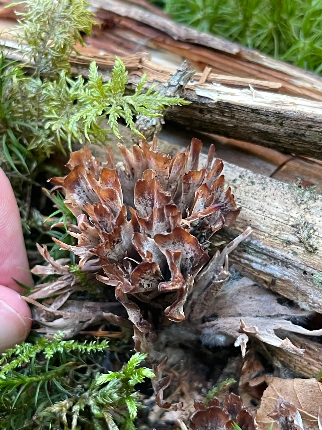 Wine Glass Fungus — 1