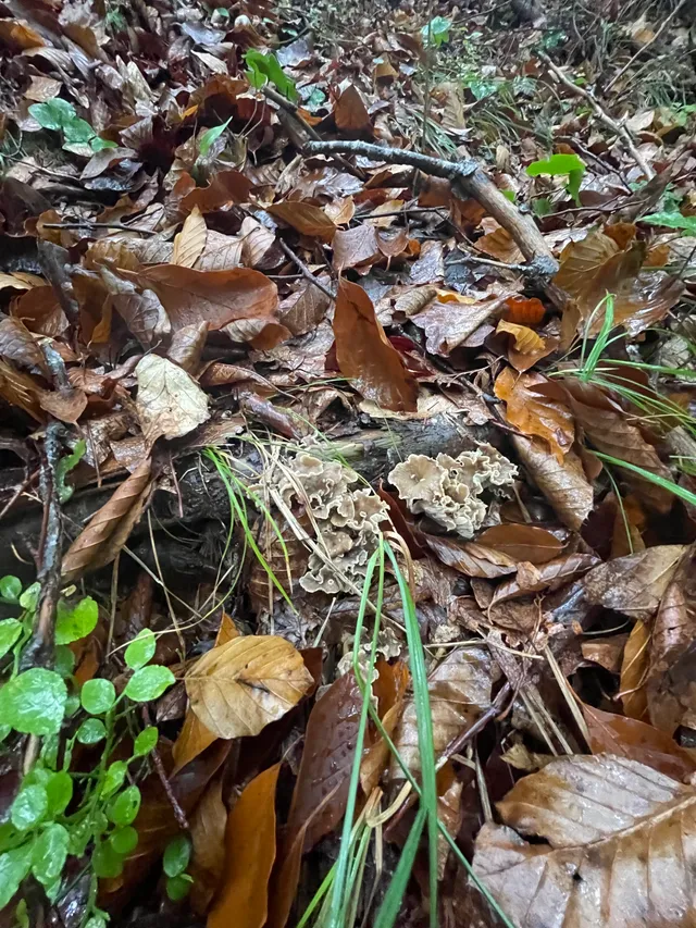 Wine Glass Fungus