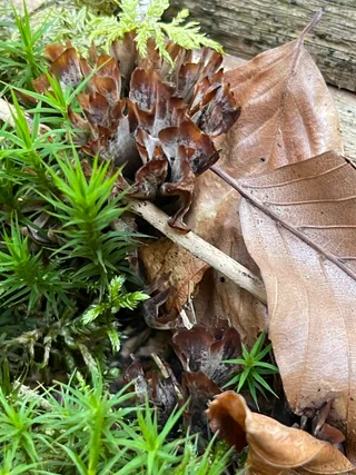 Wine Glass Fungus — 3