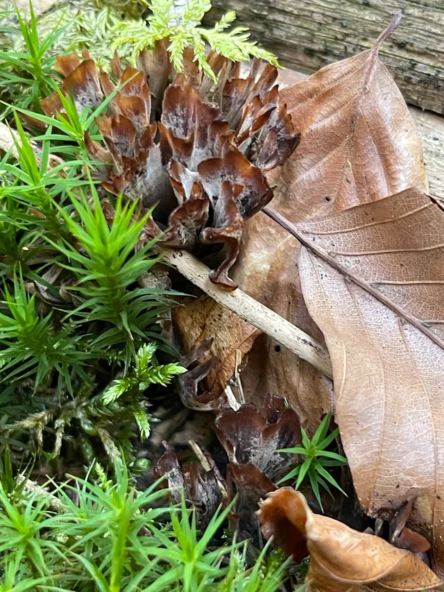 Wine Glass Fungus