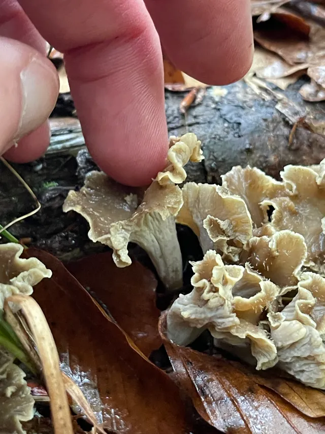 Wine Glass Fungus