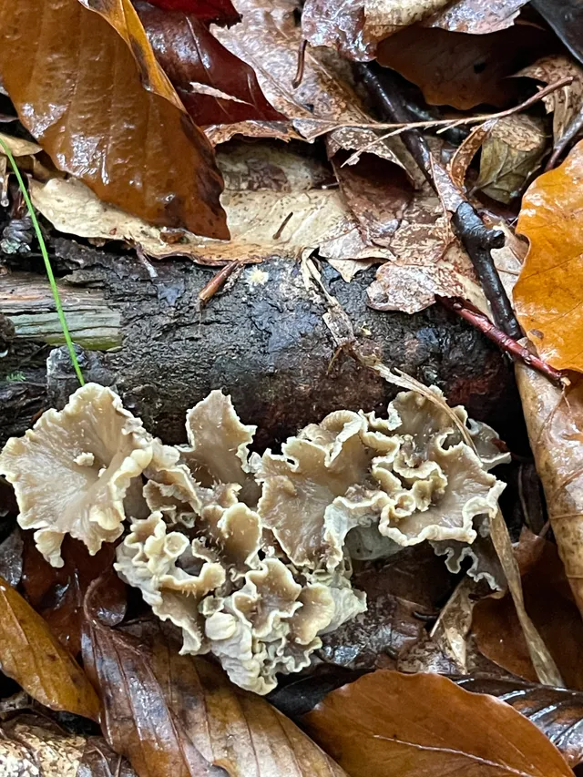 Wine Glass Fungus
