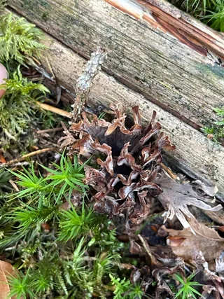 Wine Glass Fungus — 4