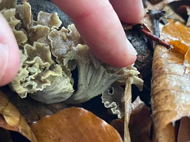 Wine Glass Fungus