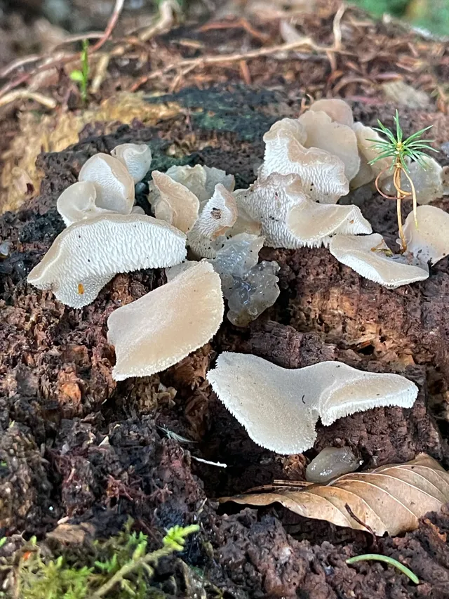 Jelly tooth