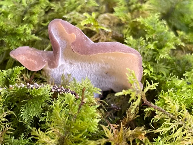 Jelly tooth