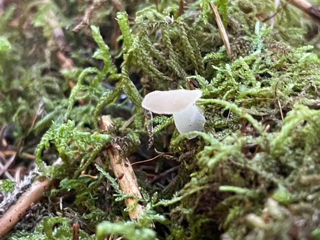 Jelly tooth
