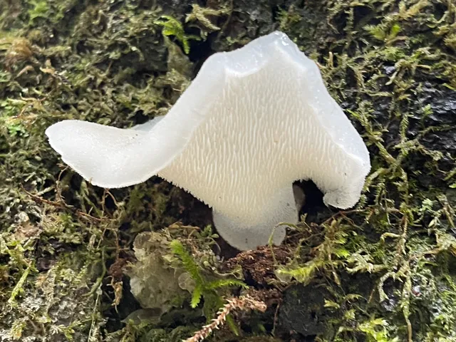 Jelly tooth