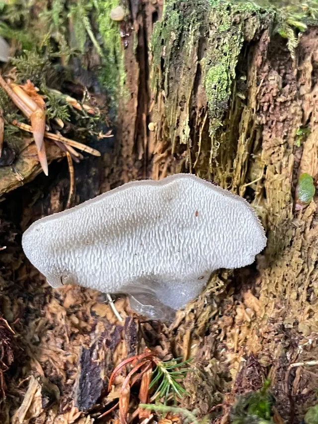 Jelly tooth