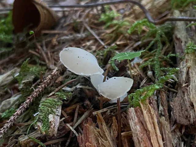 Jelly tooth