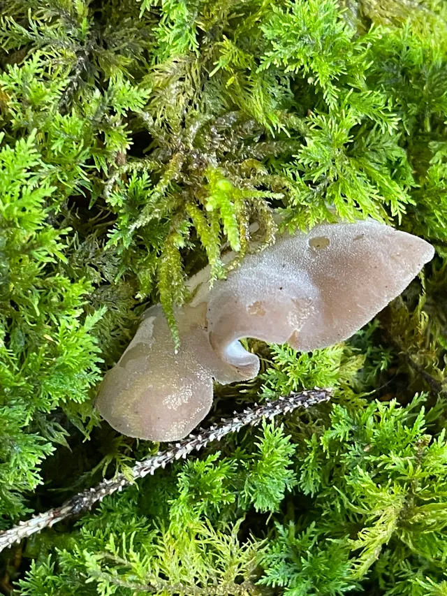 Jelly tooth