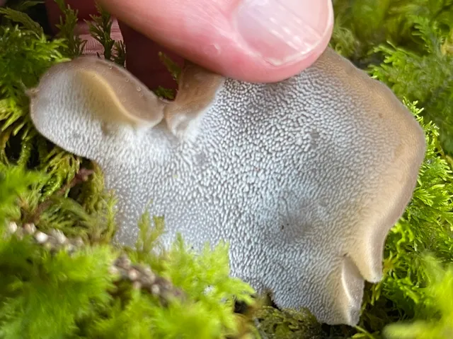 Jelly tooth