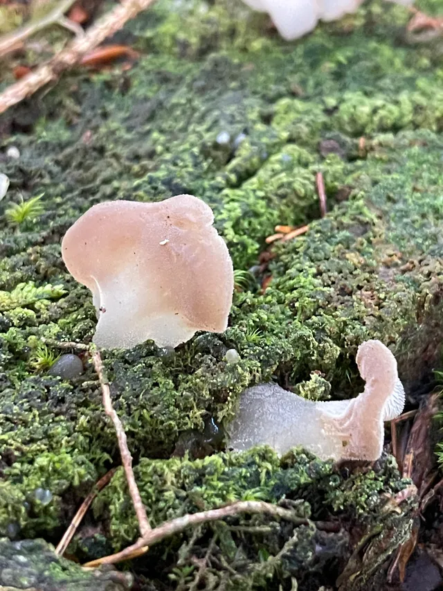 Jelly tooth