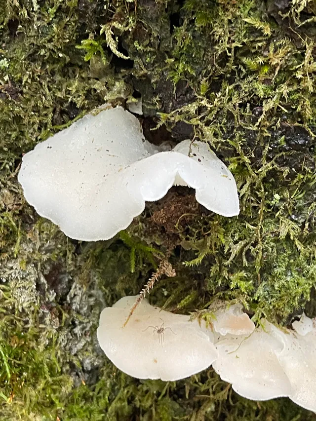 Jelly tooth