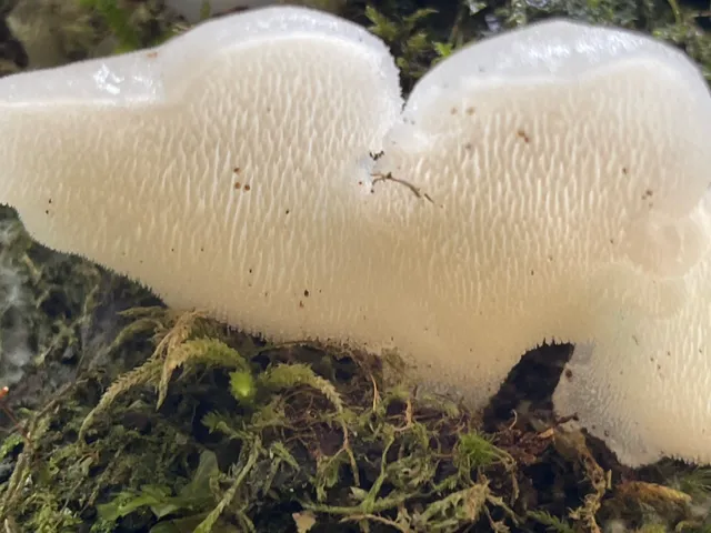 Jelly tooth