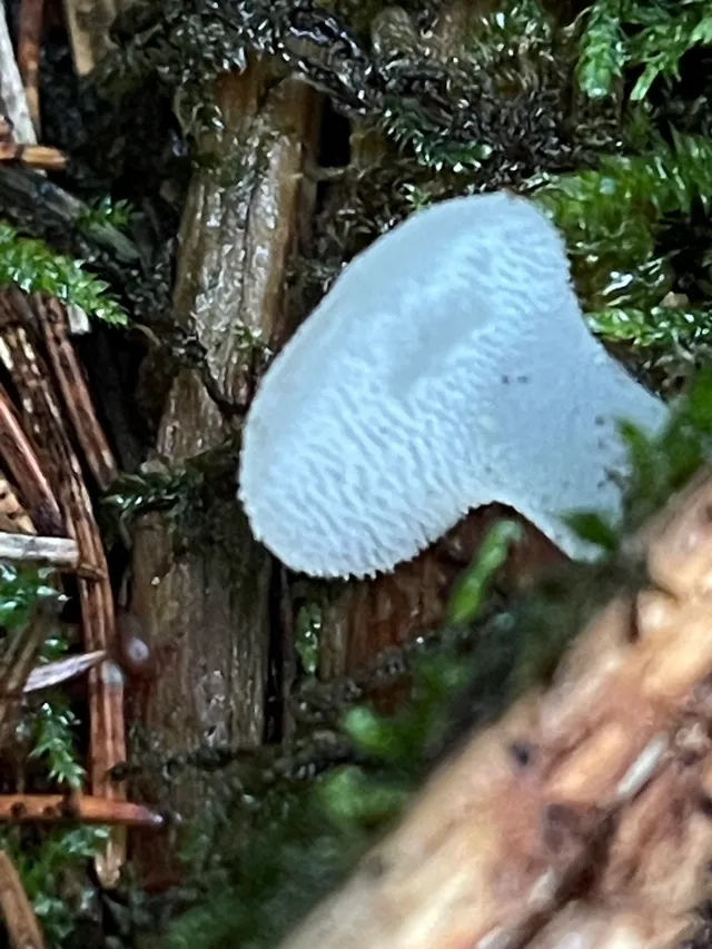 Jelly tooth