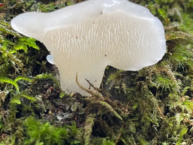 Jelly tooth