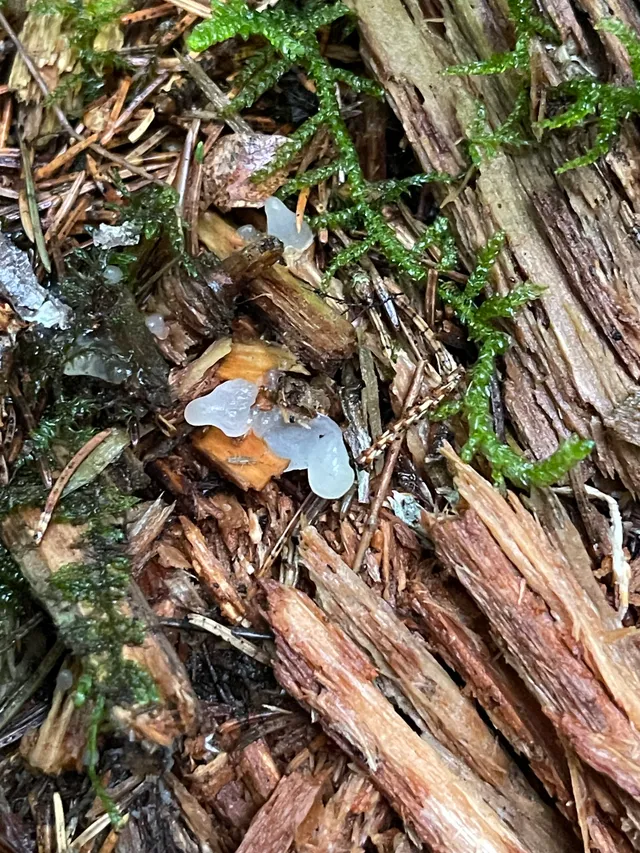 Jelly tooth