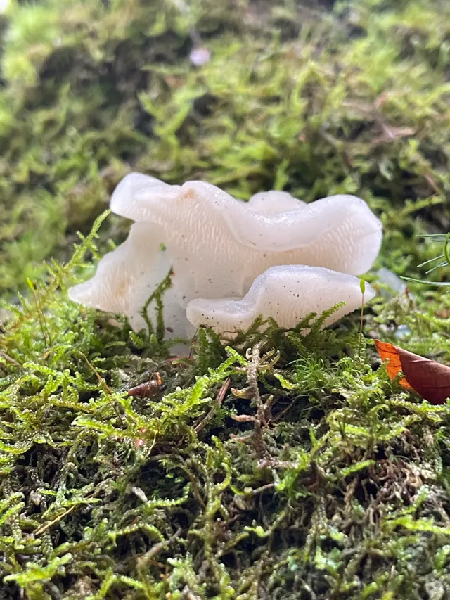 Jelly tooth
