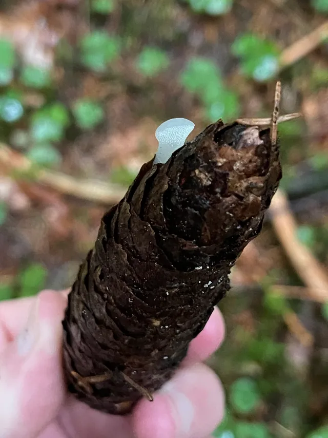Jelly tooth