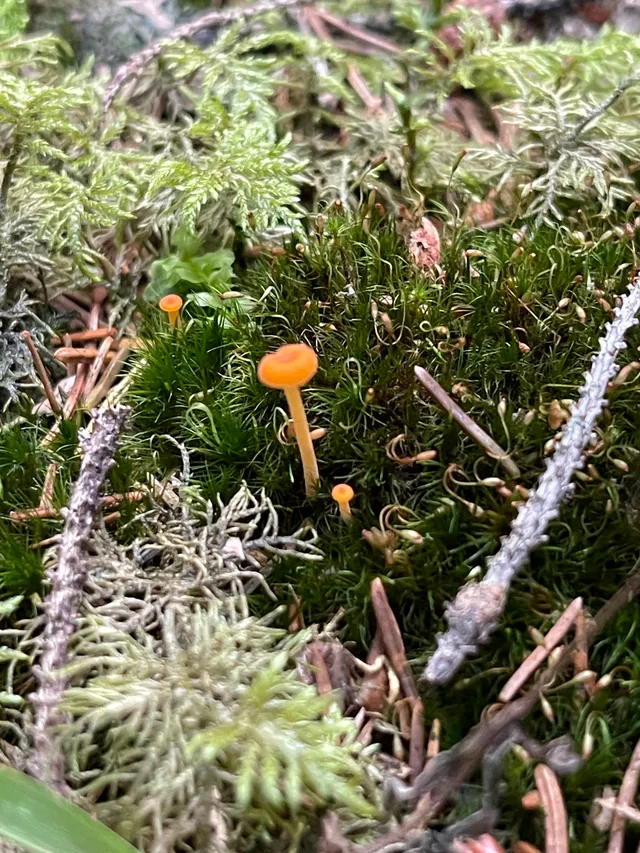 Orange mosscap