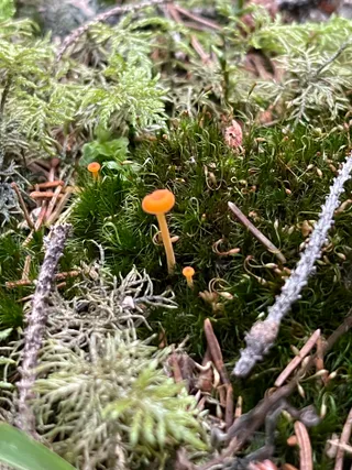 Orange mosscap — 3