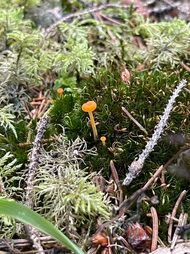 Orange mosscap