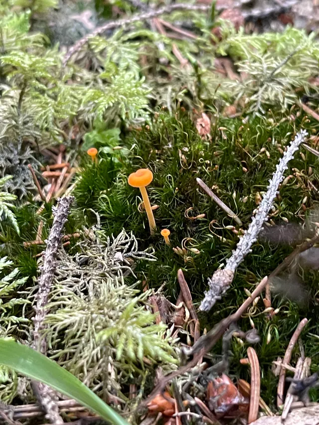 Orange mosscap
