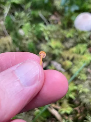 Orange mosscap — 5