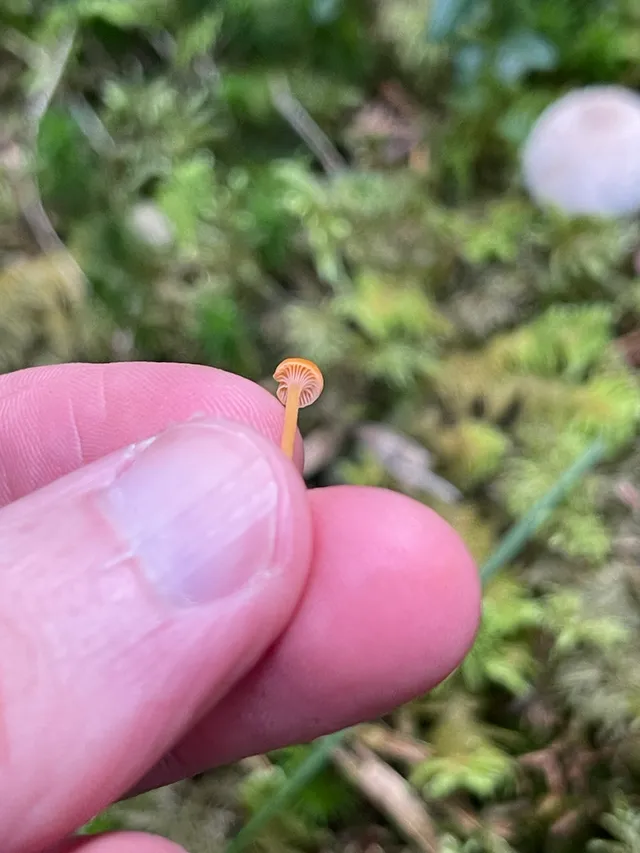 Orange mosscap