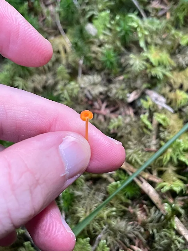 Orange mosscap