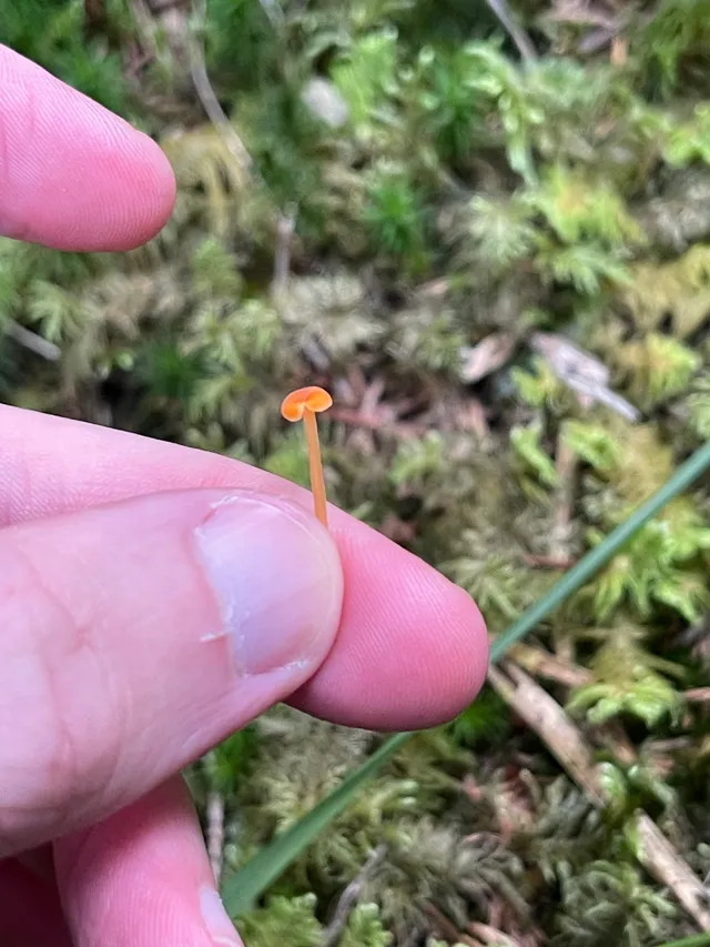 Orange mosscap