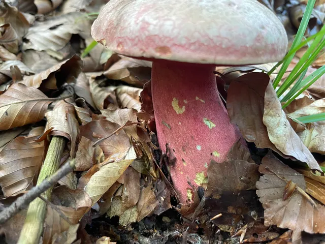 Ruddy bolete