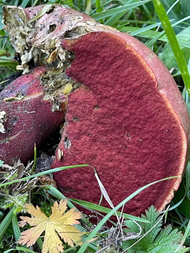 Ruddy bolete