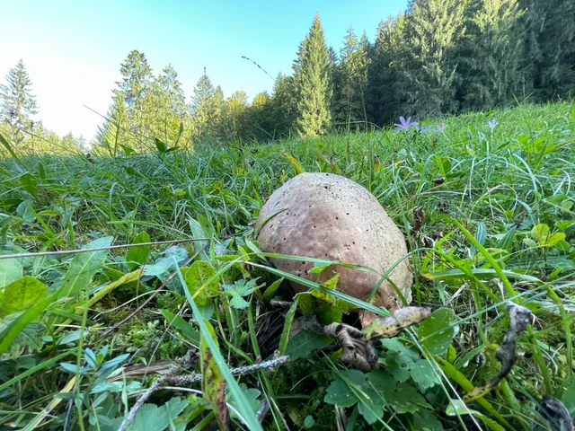 Ruddy bolete