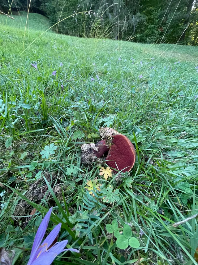 Ruddy bolete