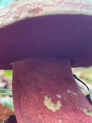 Ruddy bolete — 3