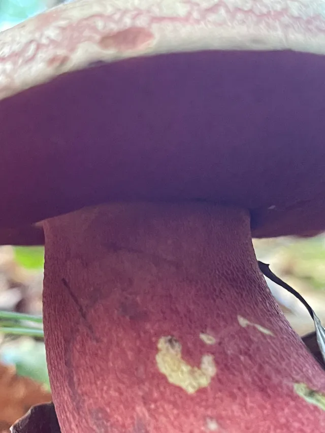 Ruddy bolete
