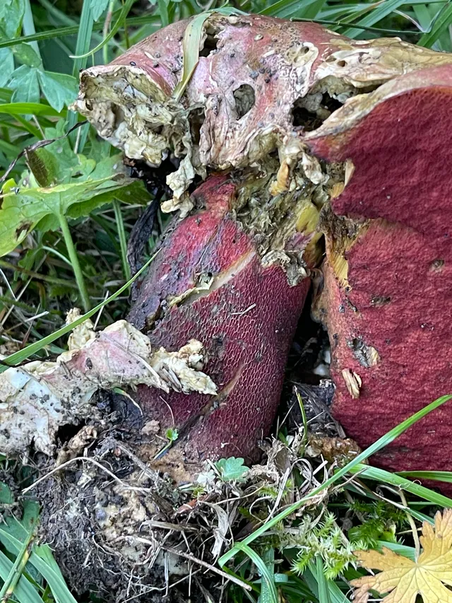 Ruddy bolete