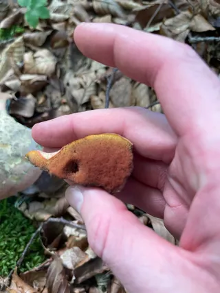 Ruddy bolete — 4