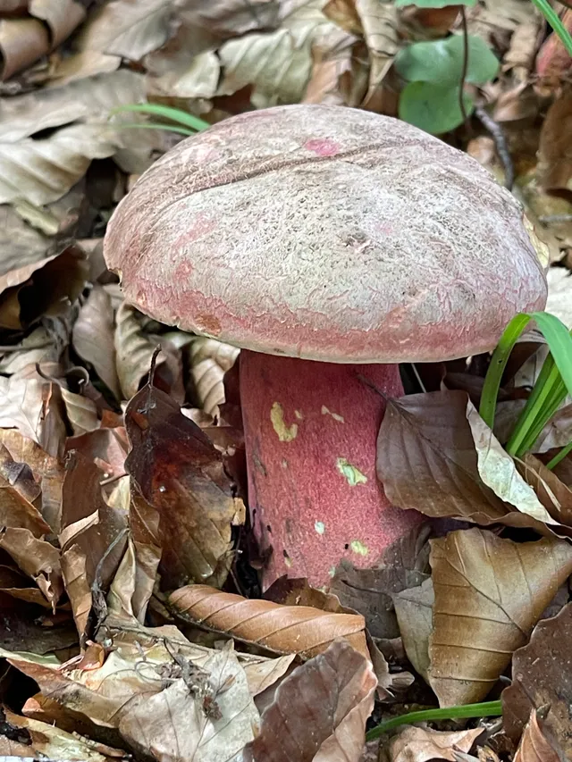 Ruddy bolete