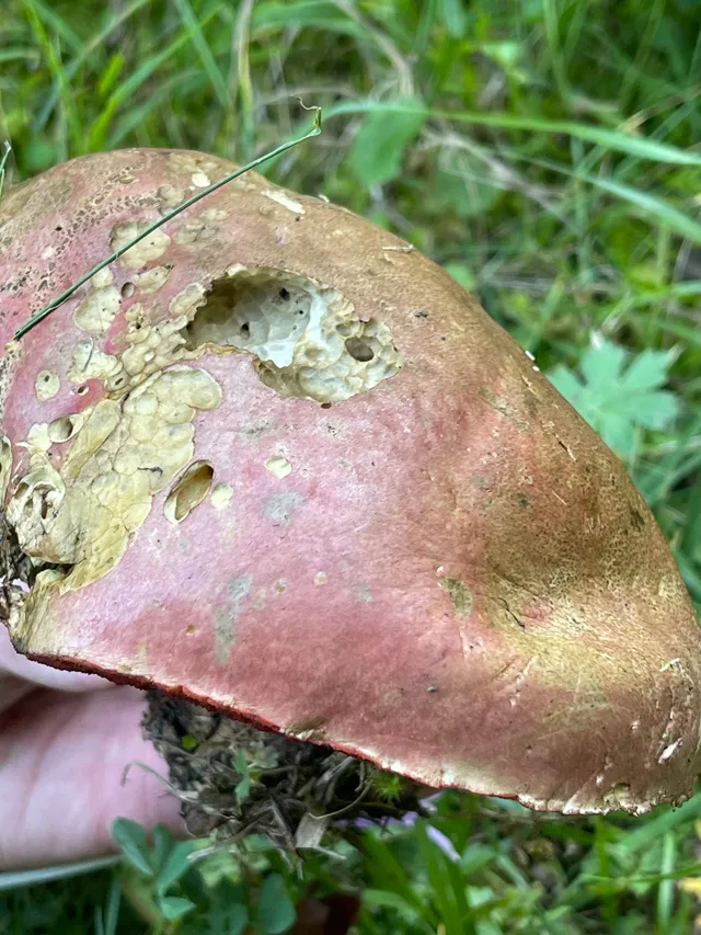 Ruddy bolete