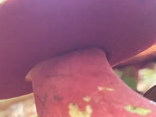 Ruddy bolete — 5