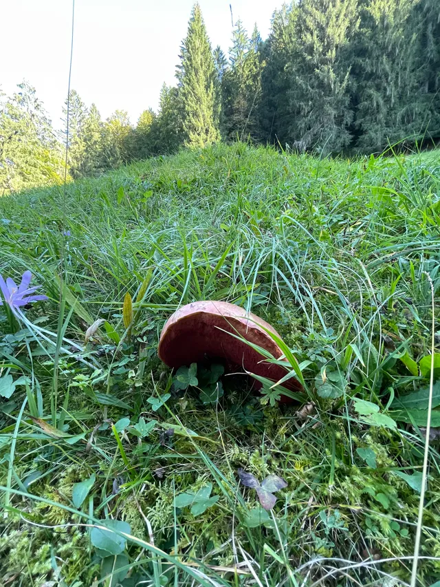 Ruddy bolete