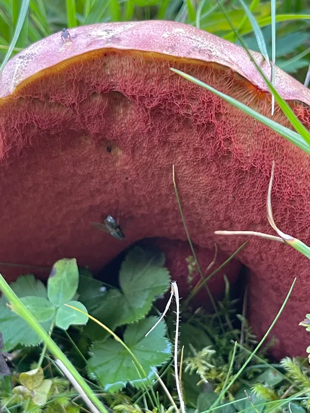 Ruddy bolete