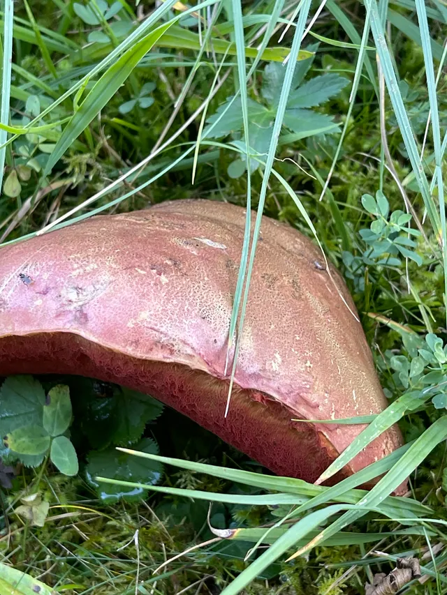 Ruddy bolete